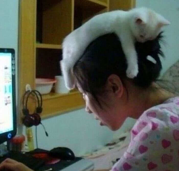 foto gatti divertenti instagram foto gatti divertenti instagram