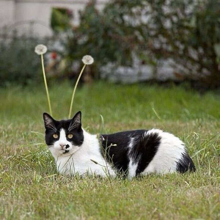 foto gatti divertenti instagram foto gatti divertenti instagram