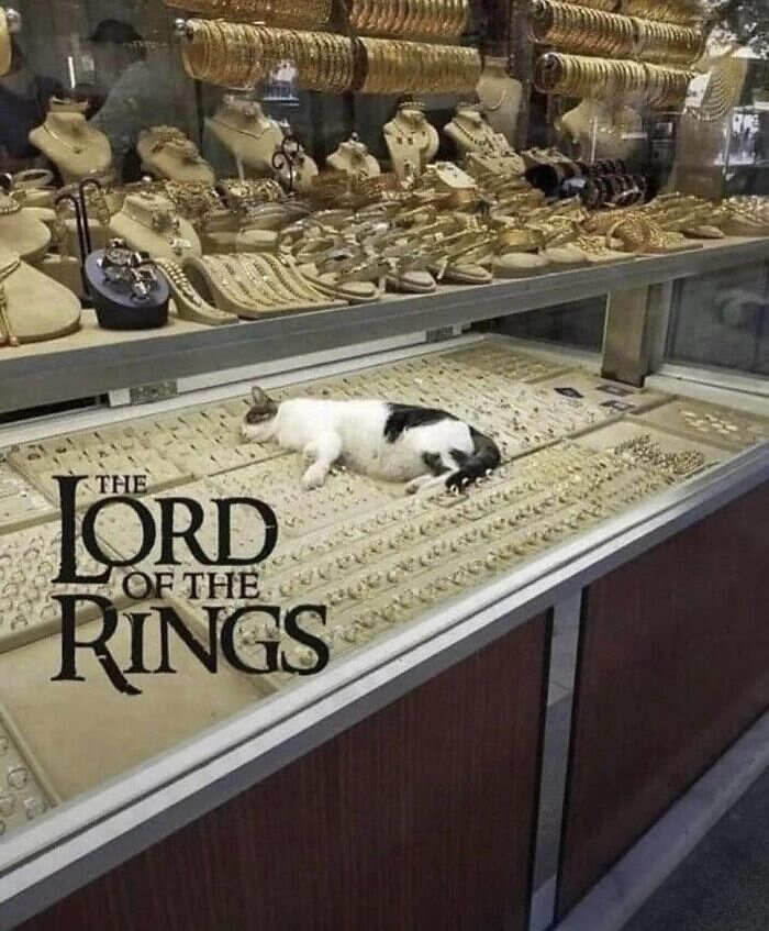 foto gatti divertenti instagram foto gatti divertenti instagram