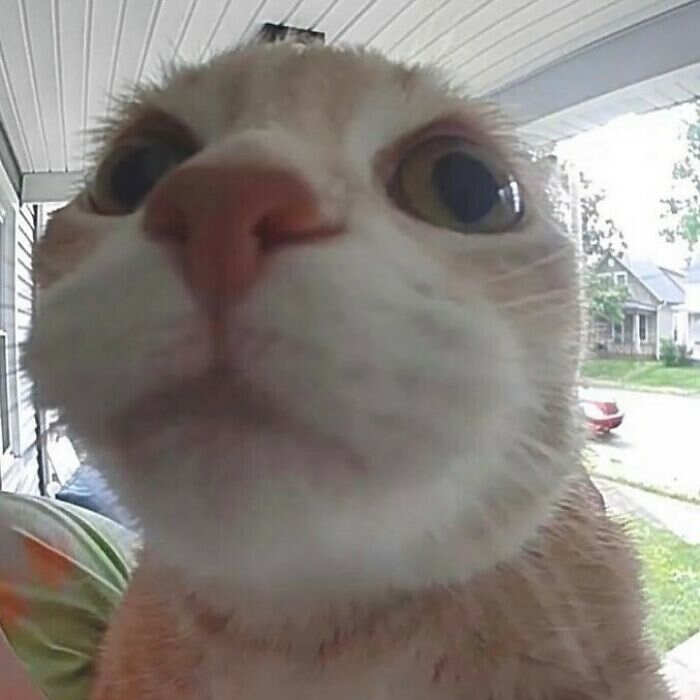 foto gatti divertenti instagram foto gatti divertenti instagram