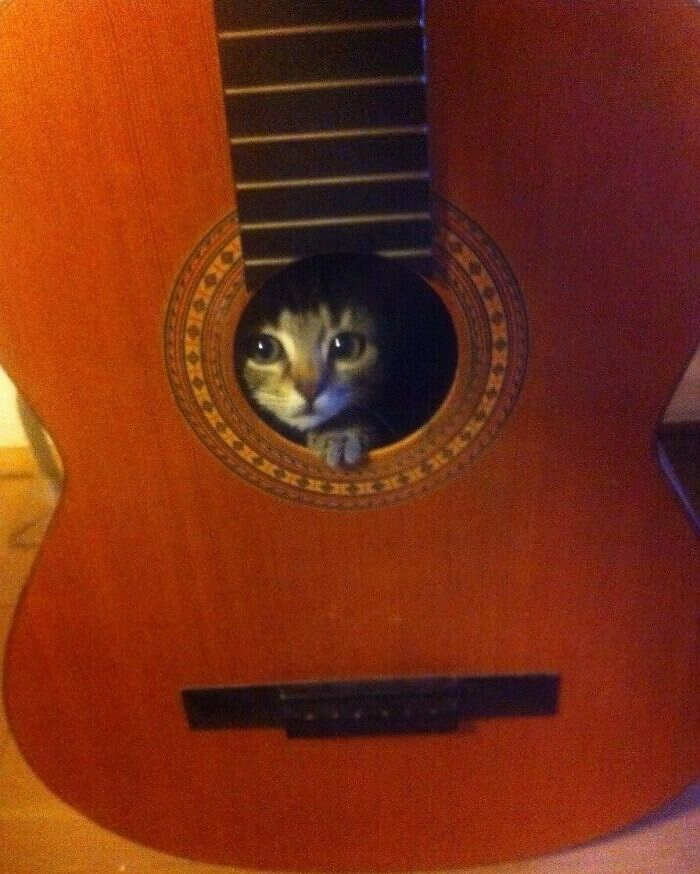 foto gatti divertenti instagram foto gatti divertenti instagram