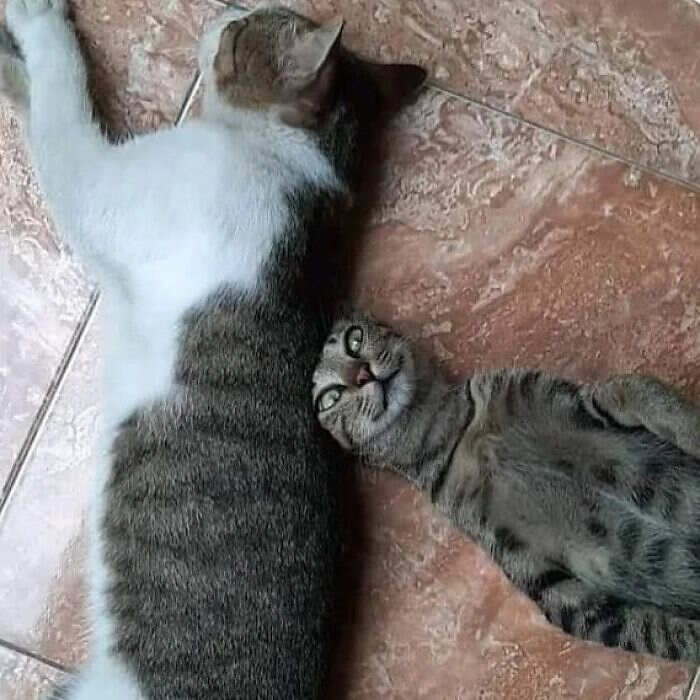 foto gatti divertenti instagram foto gatti divertenti instagram