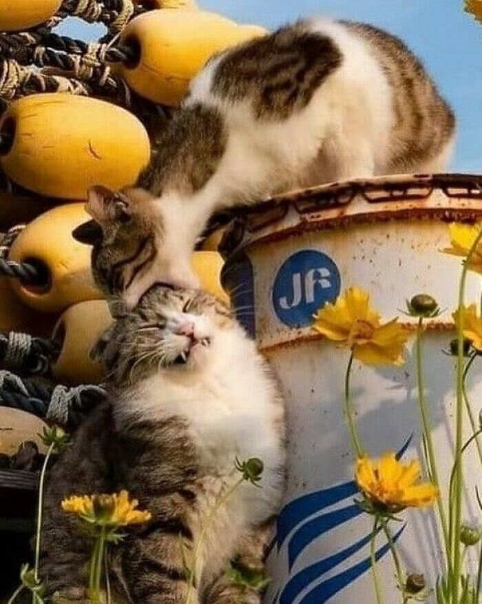 foto gatti divertenti instagram foto gatti divertenti instagram