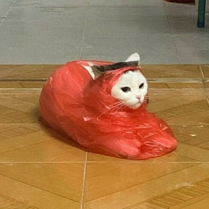 foto gatti divertenti instagram foto gatti divertenti instagram
