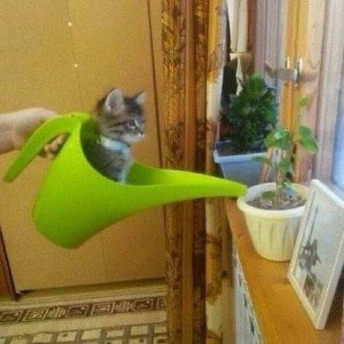 foto gatti divertenti instagram foto gatti divertenti instagram
