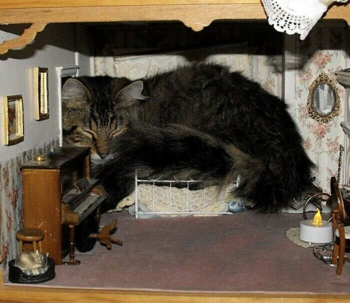 foto gatti divertenti instagram foto gatti divertenti instagram