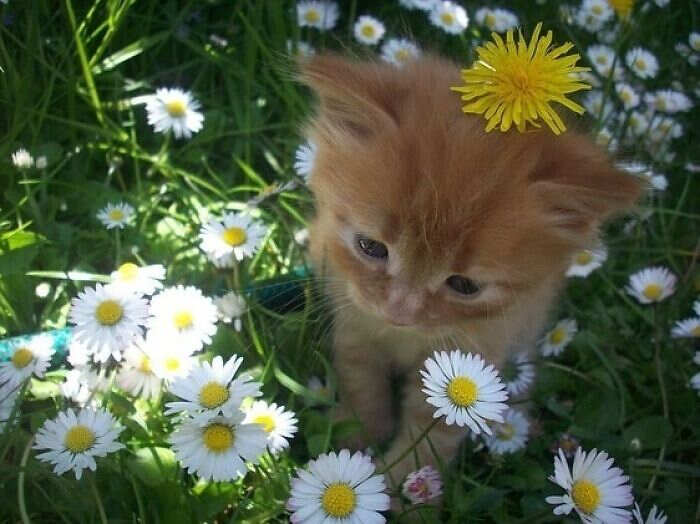 foto gatti divertenti instagram foto gatti divertenti instagram