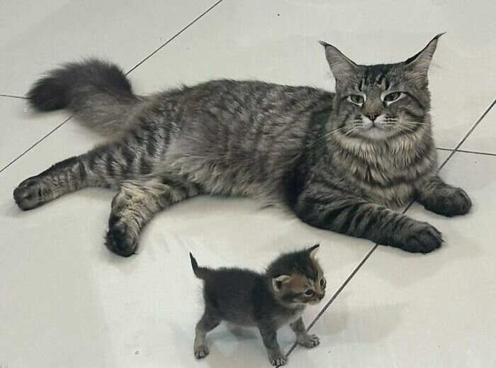 foto gatti divertenti instagram foto gatti divertenti instagram