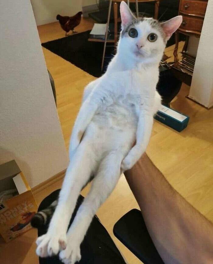 foto gatti divertenti instagram foto gatti divertenti instagram