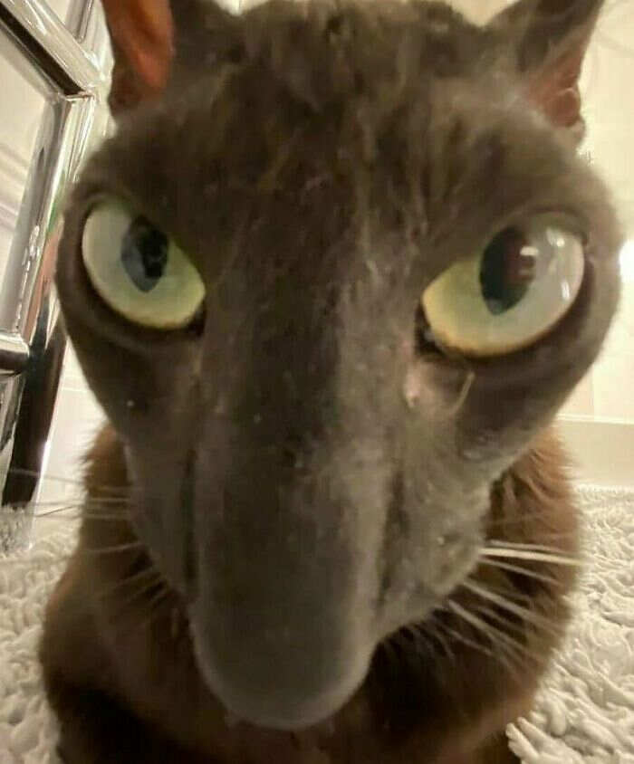 foto gatti divertenti instagram foto gatti divertenti instagram