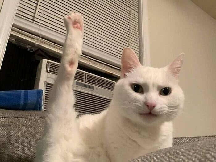 foto gatti divertenti instagram foto gatti divertenti instagram
