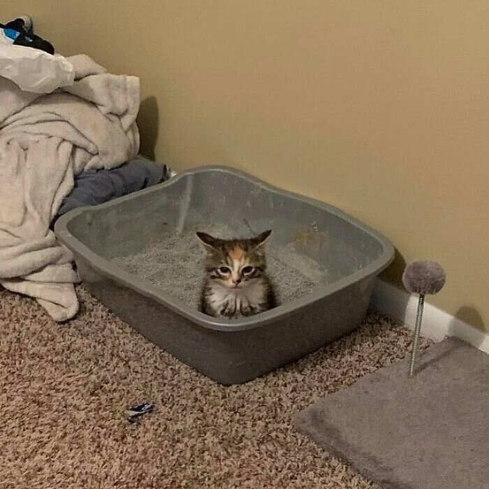 foto gatti divertenti instagram foto gatti divertenti instagram