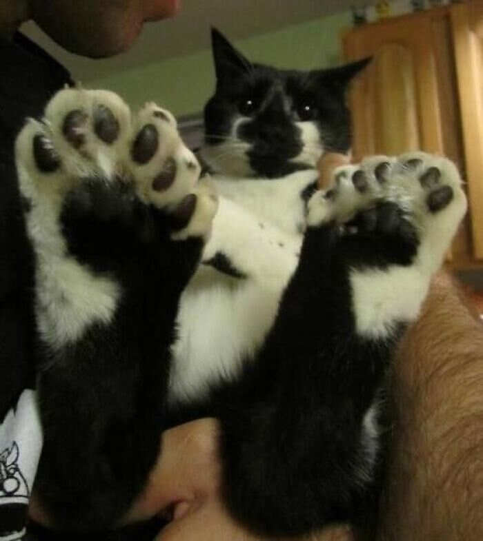 foto gatti divertenti instagram foto gatti divertenti instagram