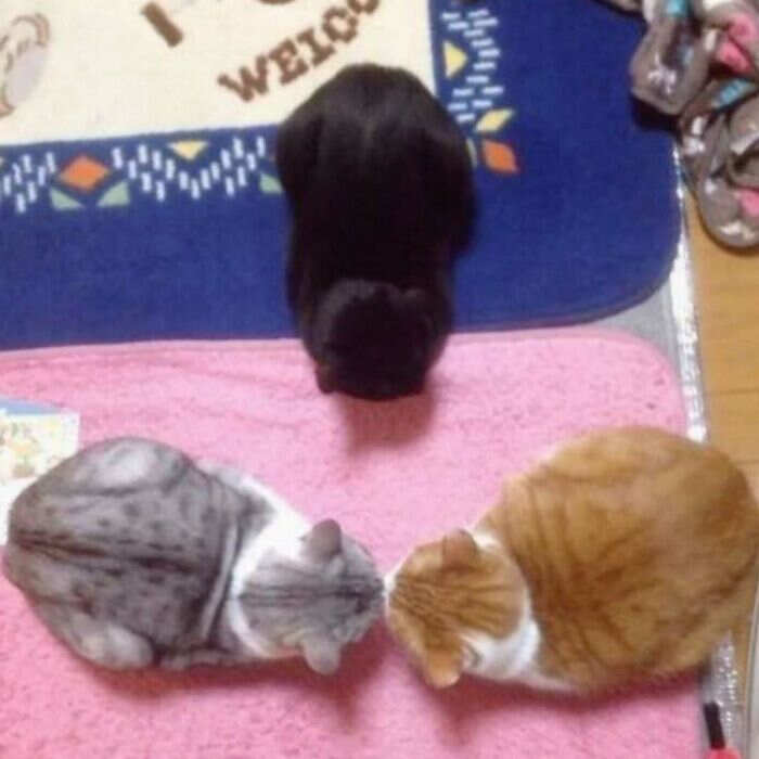foto gatti divertenti instagram foto gatti divertenti instagram