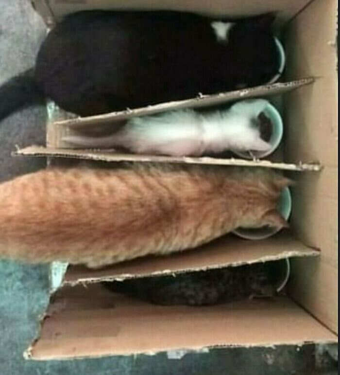 foto gatti divertenti instagram foto gatti divertenti instagram