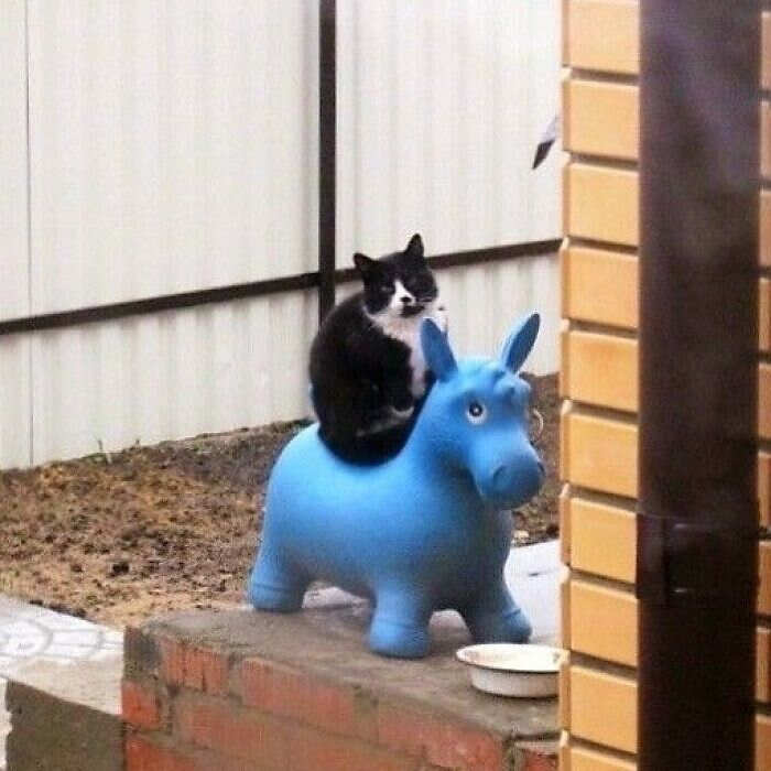foto gatti divertenti instagram foto gatti divertenti instagram