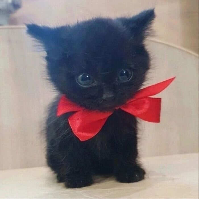 foto gatti divertenti instagram foto gatti divertenti instagram