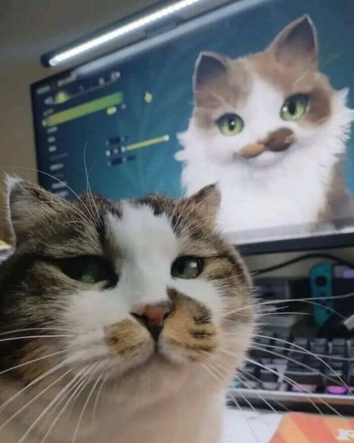 foto gatti divertenti instagram foto gatti divertenti instagram