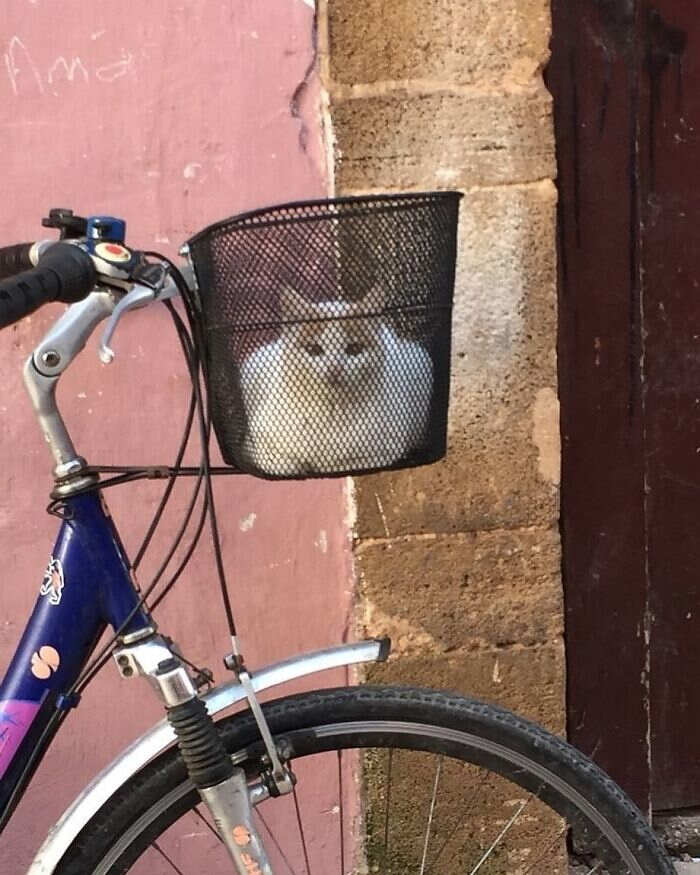 foto gatti divertenti instagram foto gatti divertenti instagram