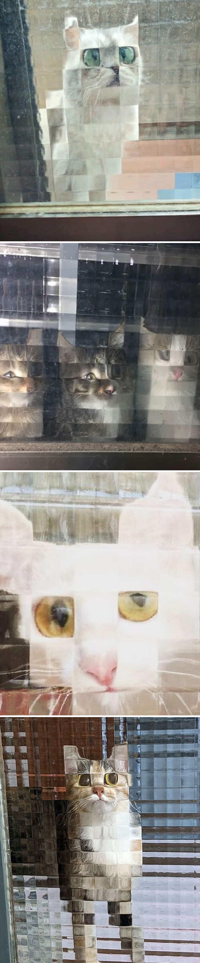 foto gatti divertenti instagram foto gatti divertenti instagram