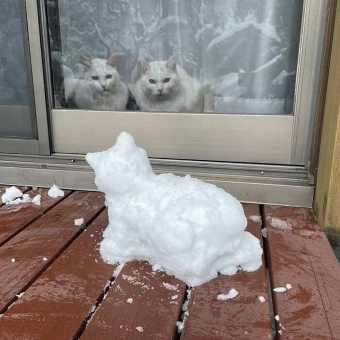 foto gatti divertenti instagram foto gatti divertenti instagram