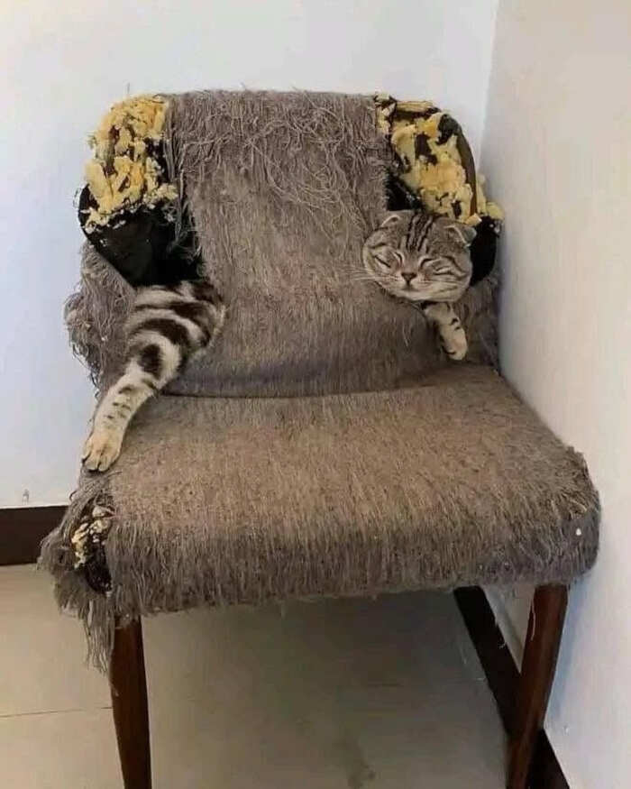 foto gatti divertenti instagram foto gatti divertenti instagram