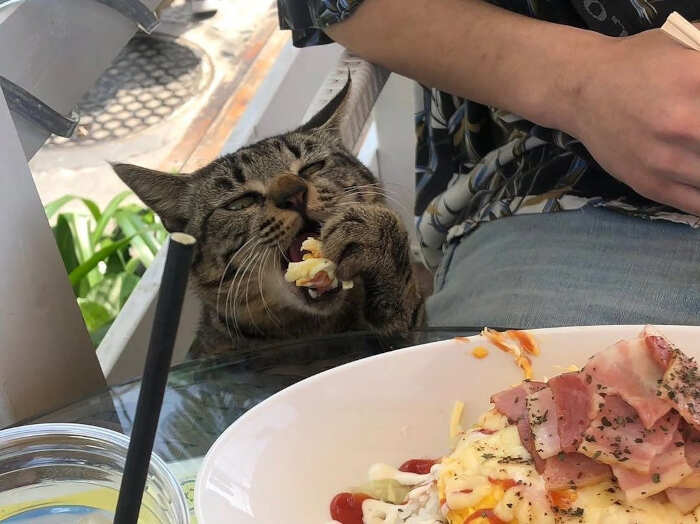 foto gatti divertenti instagram foto gatti divertenti instagram