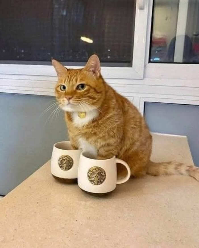 foto gatti divertenti instagram foto gatti divertenti instagram