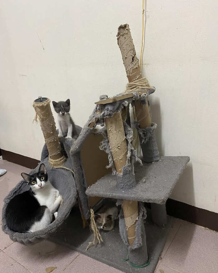 foto gatti divertenti instagram foto gatti divertenti instagram