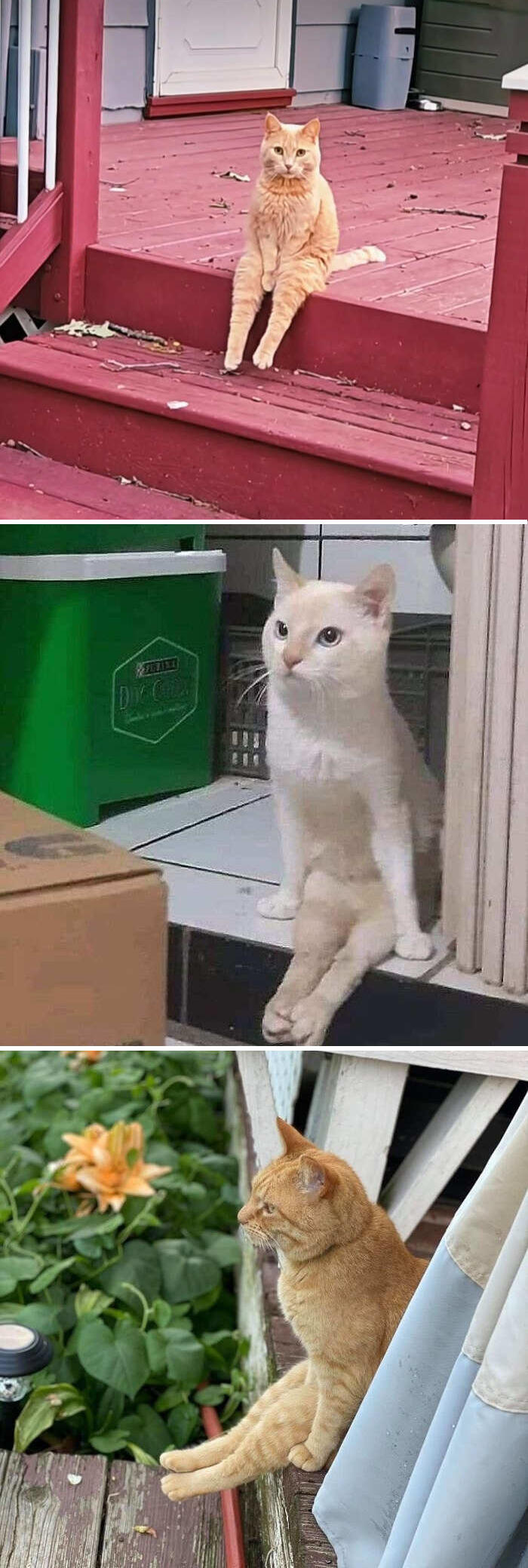 foto gatti divertenti instagram foto gatti divertenti instagram