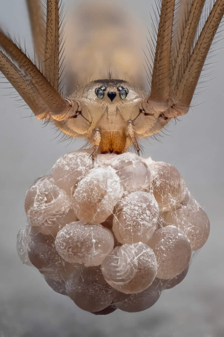foto macro vincitori British Photography Awards 2025 foto macro vincitori British Photography Awards 2025