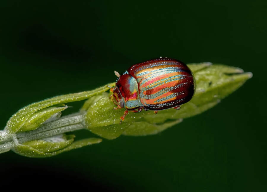foto macro vincitori British Photography Awards 2025 foto macro vincitori British Photography Awards 2025