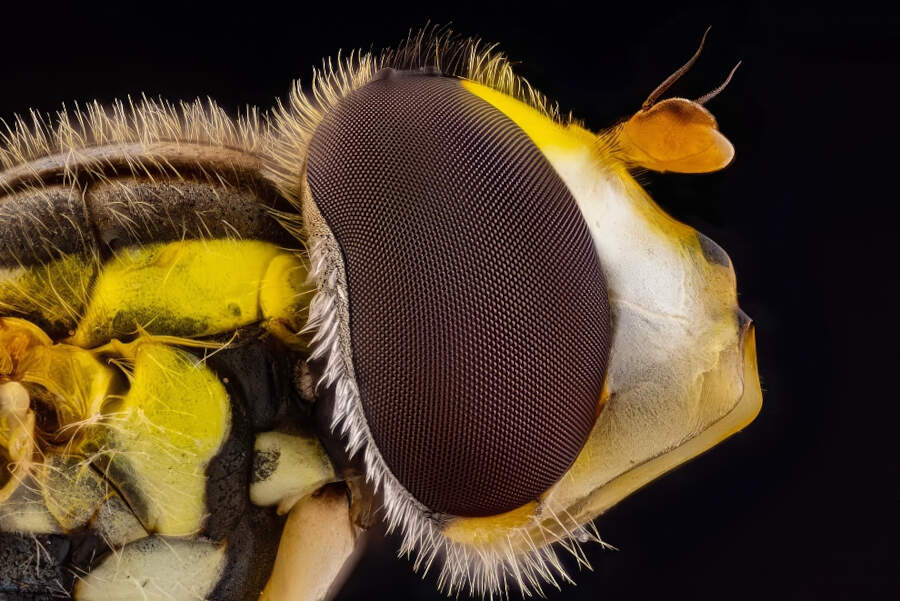 foto macro vincitori British Photography Awards 2025 foto macro vincitori British Photography Awards 2025