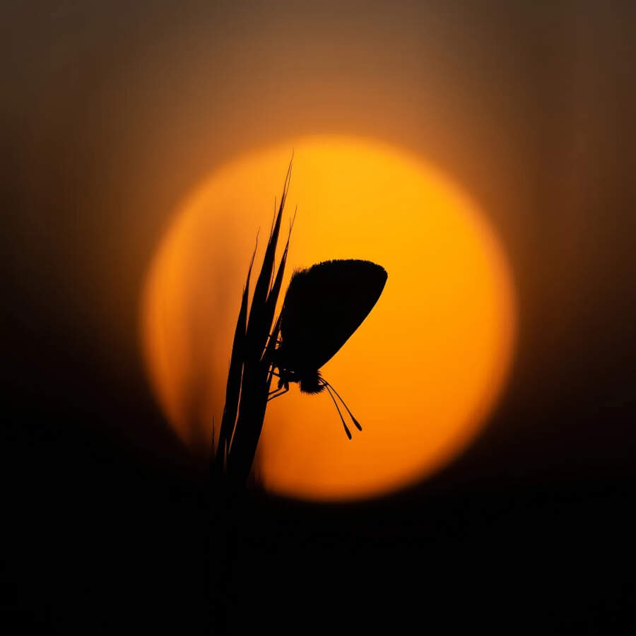 foto macro vincitori British Photography Awards 2025 foto macro vincitori British Photography Awards 2025