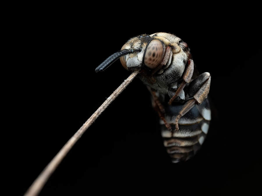 foto macro vincitori British Photography Awards 2025 foto macro vincitori British Photography Awards 2025