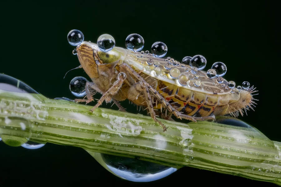 foto macro vincitori British Photography Awards 2025 foto macro vincitori British Photography Awards 2025