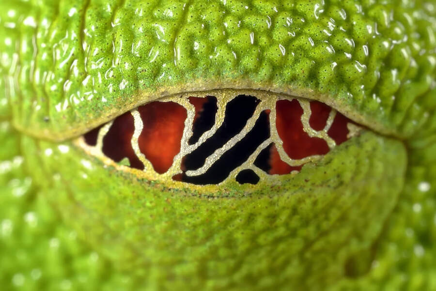 foto macro vincitori British Photography Awards 2025 foto macro vincitori British Photography Awards 2025