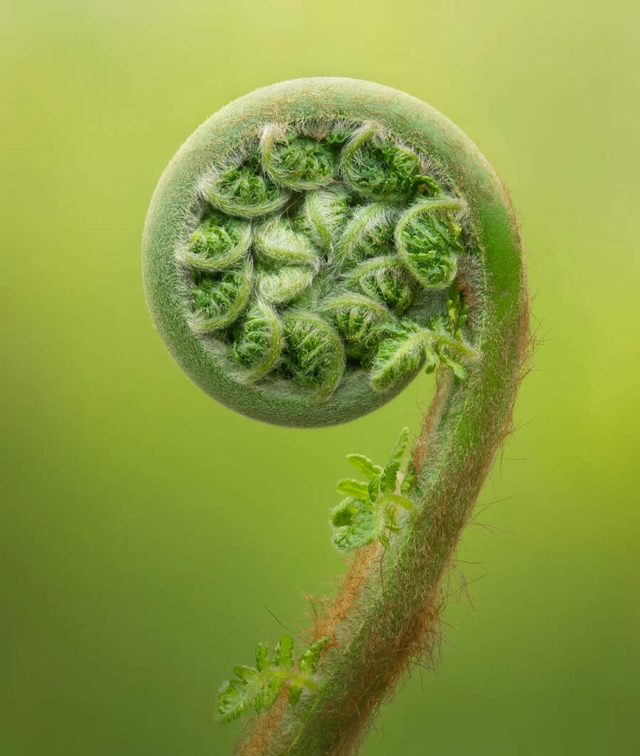 foto macro vincitori British Photography Awards 2025 foto macro vincitori British Photography Awards 2025