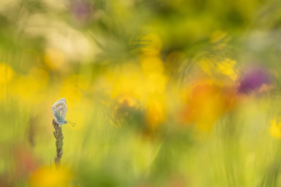 foto macro vincitori British Photography Awards 2025 foto macro vincitori British Photography Awards 2025