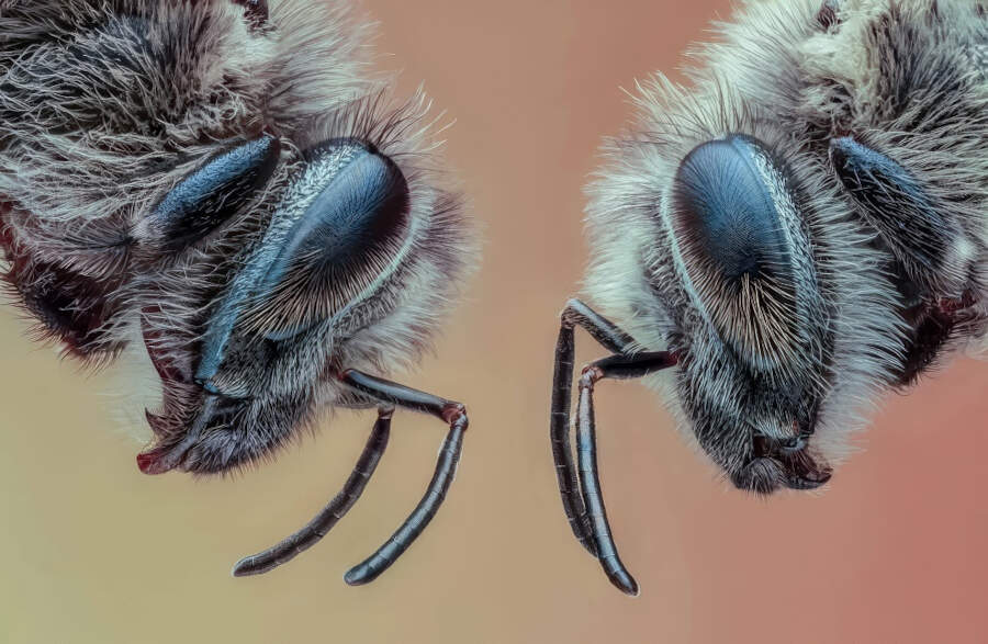 foto macro vincitori British Photography Awards 2025 foto macro vincitori British Photography Awards 2025