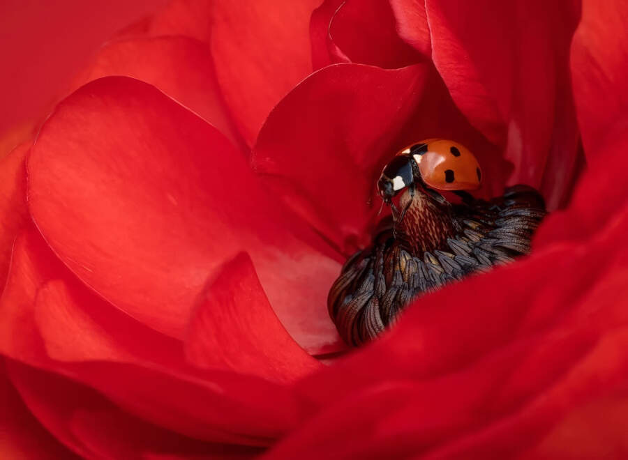 foto macro vincitori British Photography Awards 2025 foto macro vincitori British Photography Awards 2025