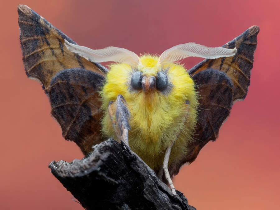 foto macro vincitori British Photography Awards 2025 foto macro vincitori British Photography Awards 2025