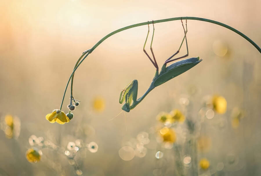 foto macro vincitori British Photography Awards 2025 foto macro vincitori British Photography Awards 2025