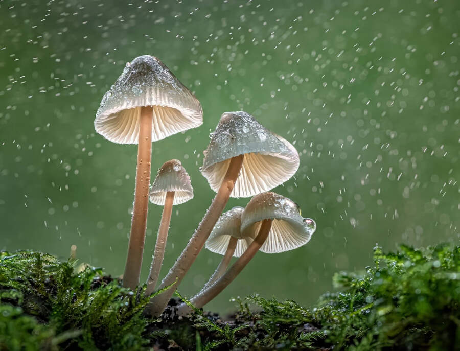 foto macro vincitori British Photography Awards 2025 foto macro vincitori British Photography Awards 2025