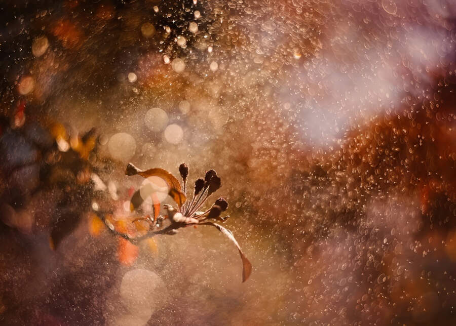 foto macro vincitori British Photography Awards 2025 foto macro vincitori British Photography Awards 2025