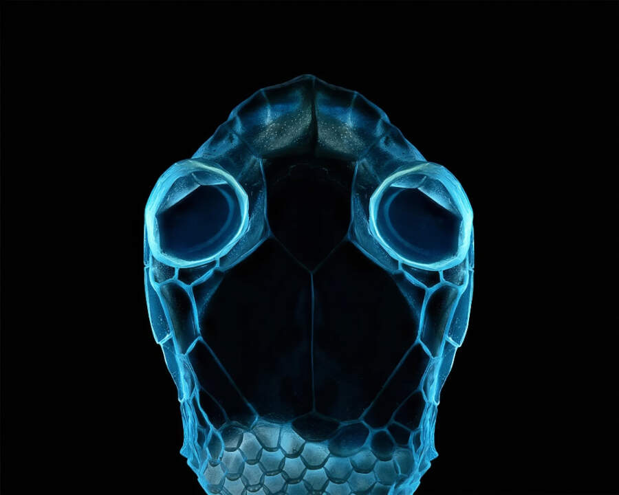 foto macro vincitori British Photography Awards 2025 foto macro vincitori British Photography Awards 2025