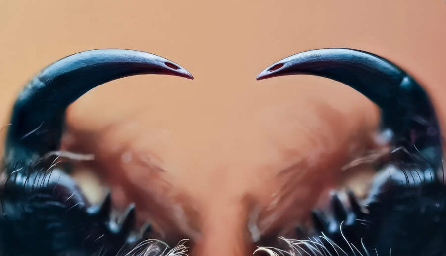 foto macro vincitori British Photography Awards 2025 foto macro vincitori British Photography Awards 2025