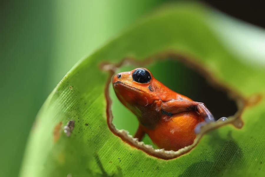 foto macro vincitori British Photography Awards 2025 foto macro vincitori British Photography Awards 2025