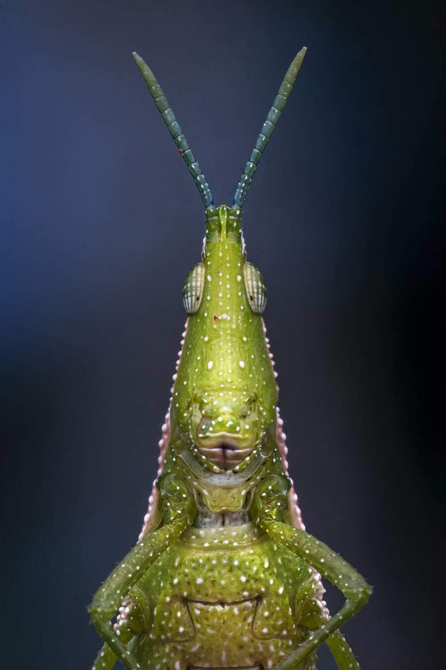 foto macro insetti vincitori 35 Photography Awards foto macro insetti vincitori 35 Photography Awards