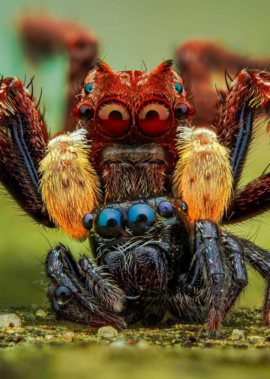 foto macro insetti vincitori 35 Photography Awards foto macro insetti vincitori 35 Photography Awards